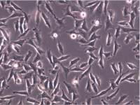 A875细胞、A875细胞株、A875细胞系