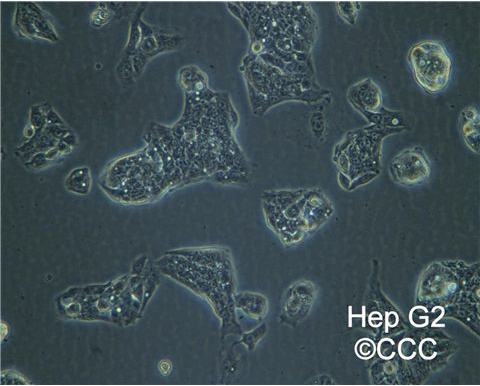 HepG2人肝癌细胞
