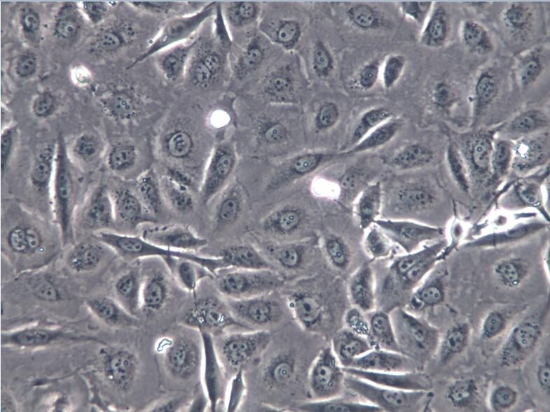 NCI-H441 NCI-H441 NCI-H441细胞
