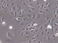 Caki-2、Caki-2细胞、Caki-2细胞