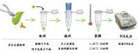 熟地黄鉴定PCR试剂盒多少钱