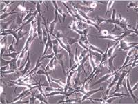 U-118 MG细胞、U118 MG细胞、U118MG细胞