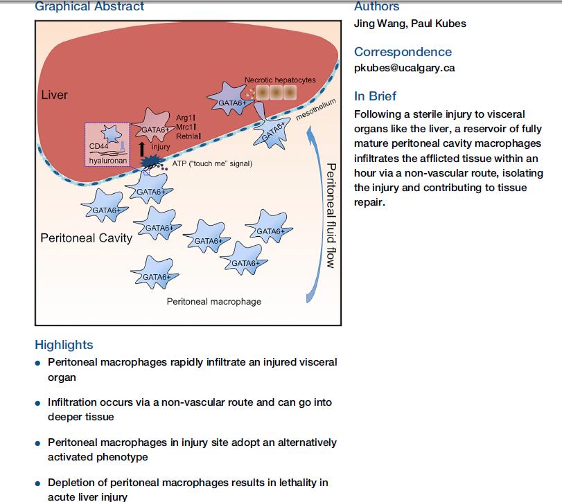 Cell: A Reservoir of Mature Cavity Macrophages that Can Rapidly Invade Visceral Organs to Affect Tissue Repair
