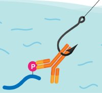 DIA-磷酸化修饰蛋白质组学