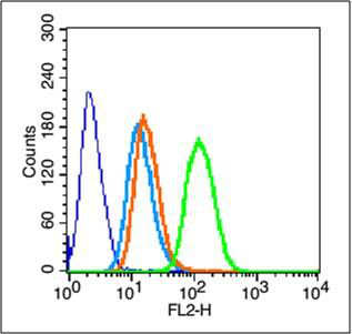 整合素β1/Integrin β1抗体