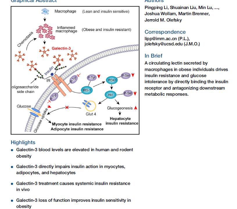 Cell: Hematopoietic-Derived Galectin-3 Causes Cellular and Systemic Insulin Resistance