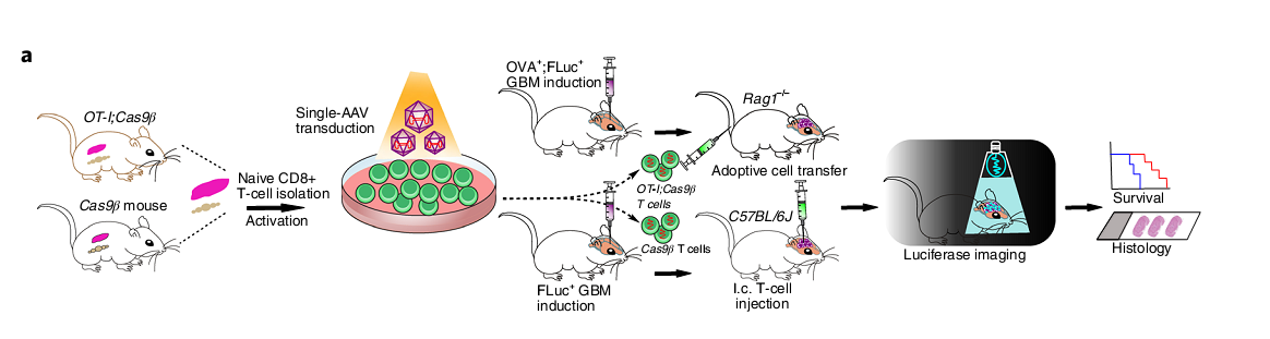 CAR-T 研究前沿应用｜珀金埃尔默与您相约第十九届中国生物制品年会（CBioPC2019）