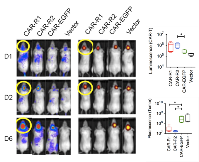 CAR-T 研究前沿应用｜珀金埃尔默与您相约第十九届中国生物制品年会（CBioPC2019）