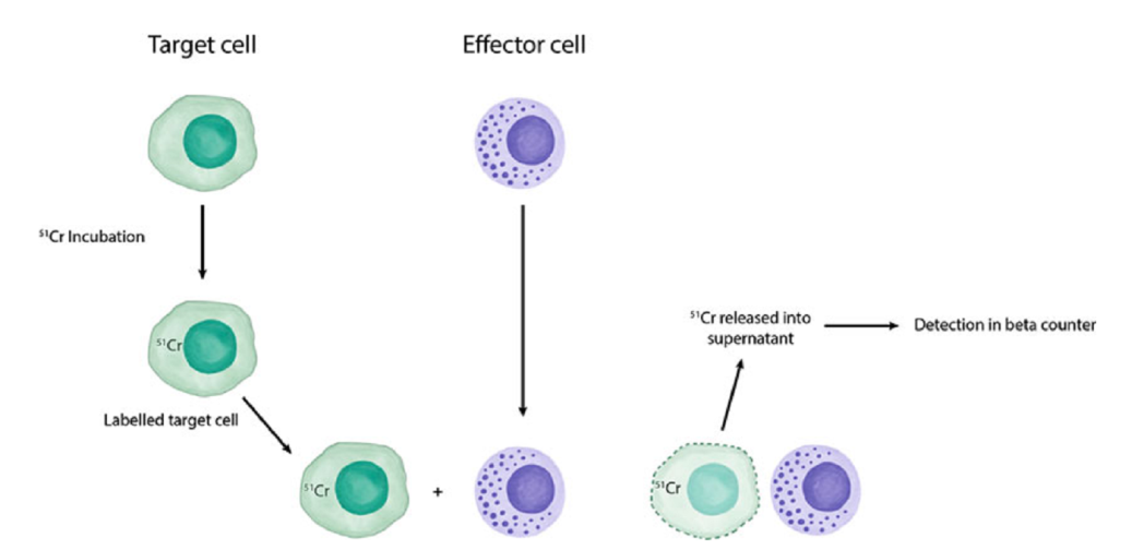 CAR-T 研究前沿应用｜珀金埃尔默与您相约第十九届中国生物制品年会（CBioPC2019）