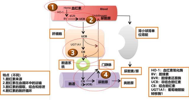 胆红素代谢途径图ppt图片