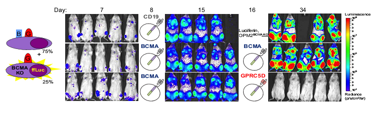 CAR-T 研究前沿应用｜珀金埃尔默与您相约第十九届中国生物制品年会（CBioPC2019）