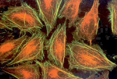 神经元示踪剂—核黄