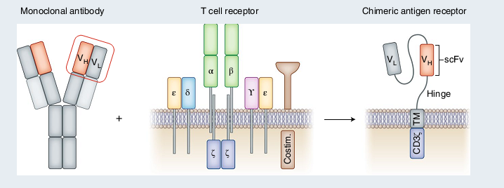 CAR-T 研究前沿应用｜珀金埃尔默与您相约第十九届中国生物制品年会（CBioPC2019）