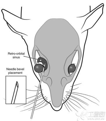 【自制视频教程】用玻璃毛细管对小鼠进行一天内多次眼眶采血