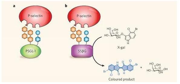蛋白浓度测定的方法具体阐述与过程？