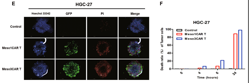 CAR-T 研究前沿应用｜珀金埃尔默与您相约第十九届中国生物制品年会（CBioPC2019）