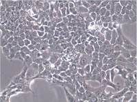 NCI-H1648 人肺癌腺癌细胞