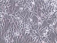 BALB/3T3 clone A31细胞、BALB/3T3 clone A31细胞、BALB/3T3 clone A31细胞