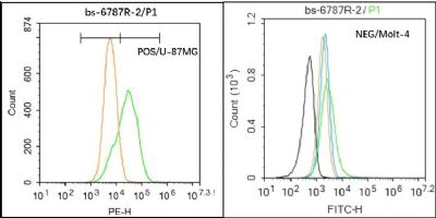 钠碘单独转运蛋白SLC26A4抗体