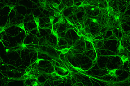 MDL-百奥思科细胞生物学实验