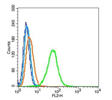 脑肌酸激酶BCK抗体