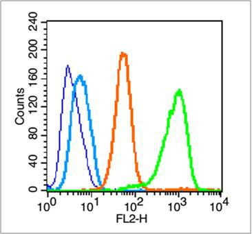磷酸化整合素β1/Integrin β1抗体