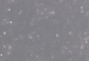 3T3-L1小鼠胚胎成纤维细胞