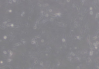 3T3-L1小鼠胚胎成纤维细胞