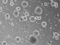 大鼠神经干细胞