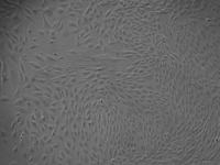 小鼠心脏微血管内皮细胞