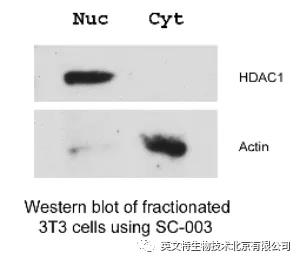 亚细胞结构想分哪里就分哪里，老师再也不用担心我的课题了！