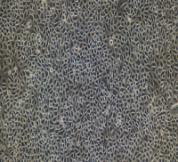 兔晶状体上皮细胞