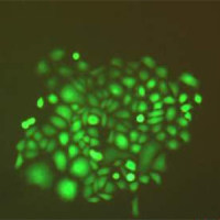 稳定细胞株筛选