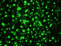 小鼠心肌细胞(新生)