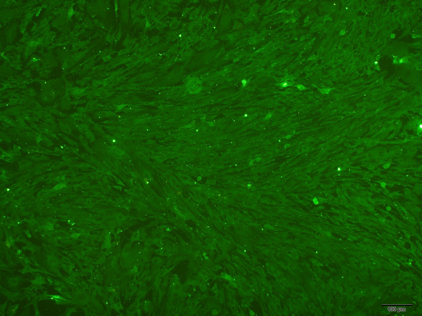 大鼠脑微血管内皮细胞