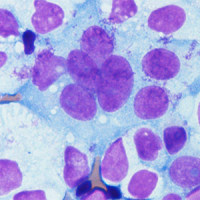 常规及特殊染色