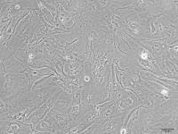 大鼠肾系膜细胞