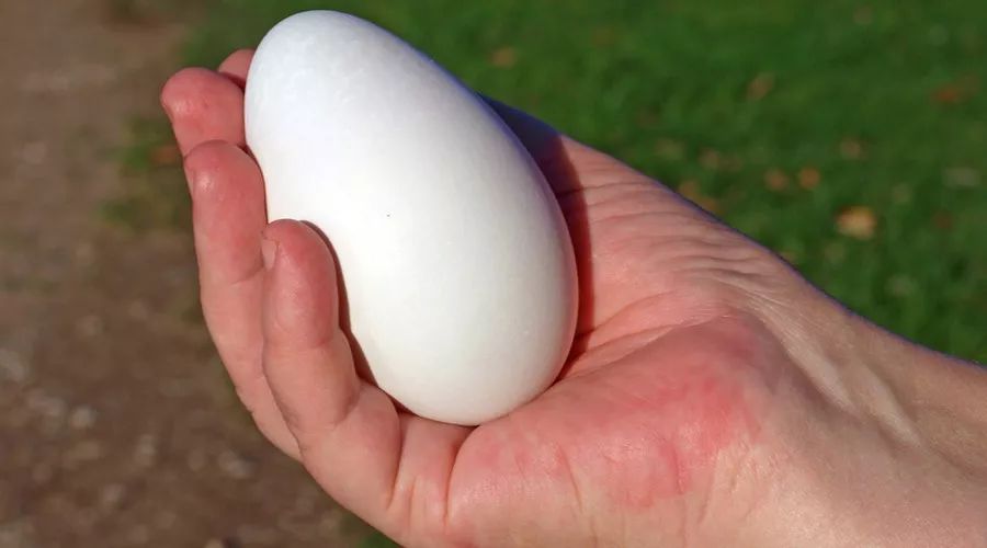 感受一下这个外表看似光滑温顺的蛋型物体的无敌杀伤力