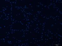 大鼠主动脉平滑肌细胞