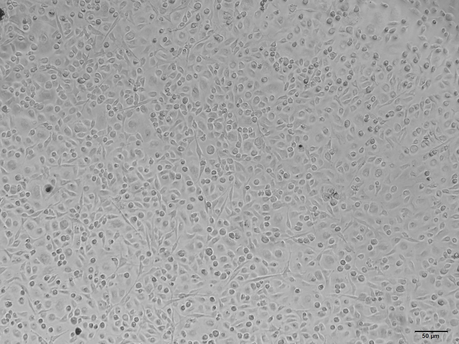 小鼠骨髓内皮祖细胞