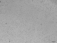 小鼠骨髓内皮祖细胞