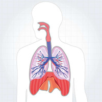 呼吸系统模型的构建