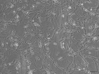 小鼠脑星形胶质细胞