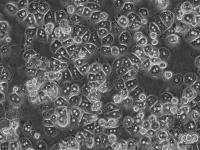 小鼠肝实质细胞