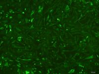 大鼠肺微血管内皮细胞