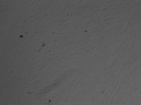 大鼠气道平滑肌细胞