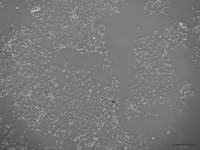 小鼠甲状腺上皮细胞