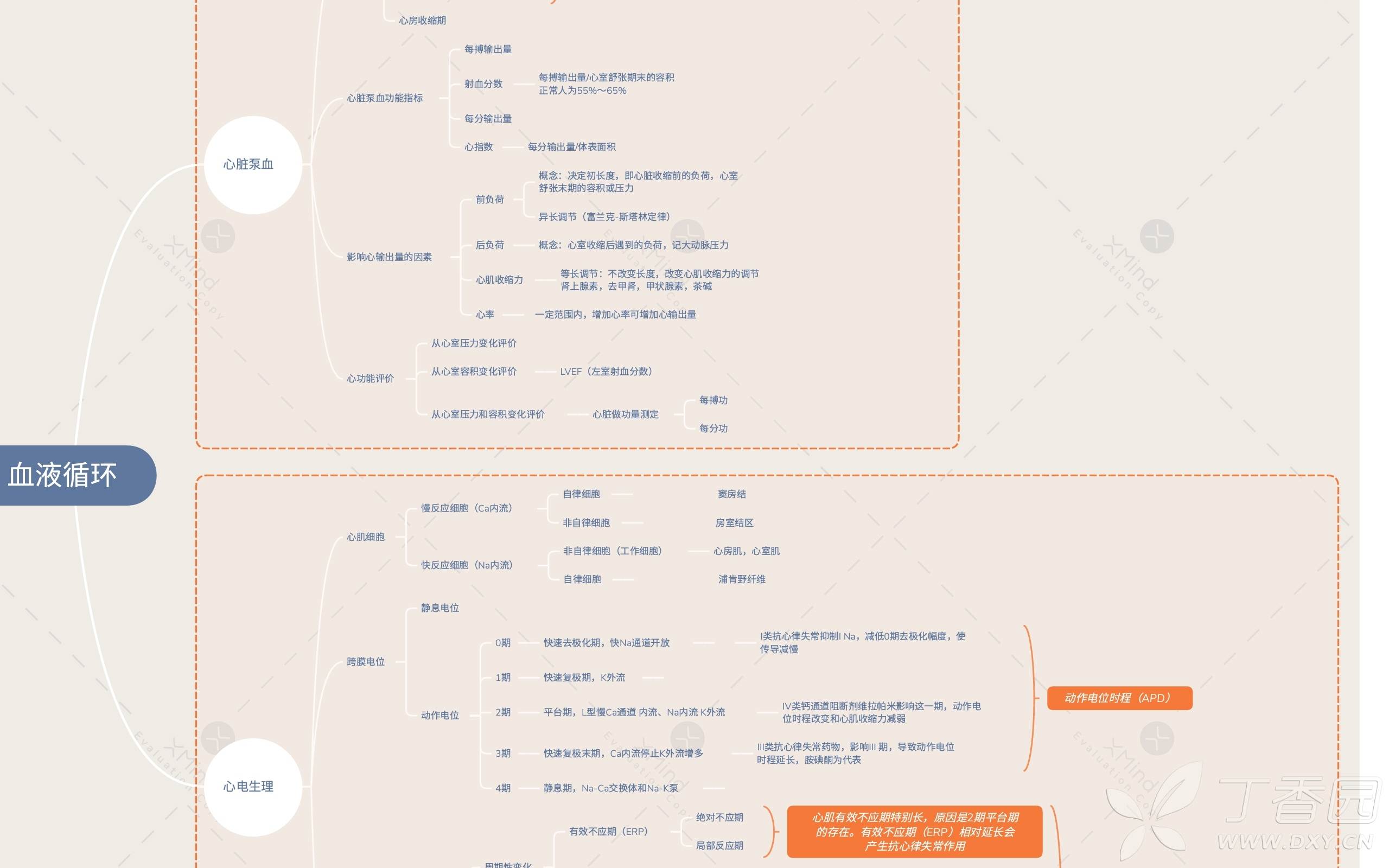 考研生理知识点总结之血液循环思维导图(界面优化版) - 丁香园论坛