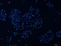 小鼠胆管上皮细胞