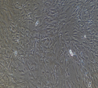 兔脑微血管内皮细胞